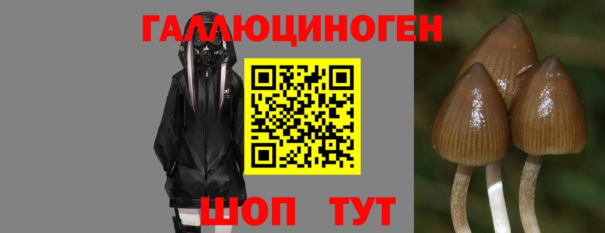 Галлюциногенные грибы прущие грибы Братск